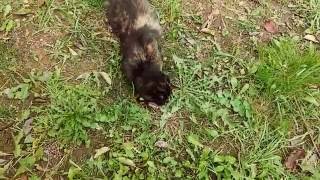 14+ !!!! Видео преднозначено не для слабонервных !!! Естественный отбор !!! 1 часть...