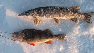 Ловля Окуня и Щуки зимой. Казахстан. Сочинское 16.12.2015г