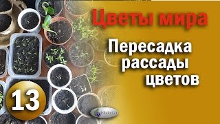 Как ПЕРЕСАЖИВАТЬ Рассаду / ЦВЕТЫ МИРА / Цветоводство / The flowers of peace / floriculture