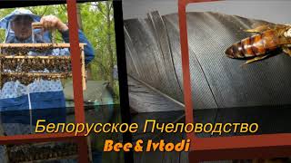 Пчеловодство. Интро для видео и заставка ютюб канала Белорусское Пчеловодство Bee&Ivtodi
