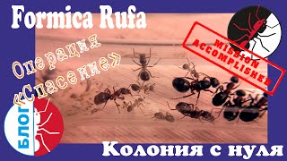 Муравьи Formica Rufa. Операция "Спасение". Финал