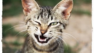 САМЫЕ ИНТЕРЕСНЫЕ ФАКТЫ О КОШКАХ !