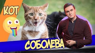 Кот Николая Соболева  | Красивые котики |  Смешные коты