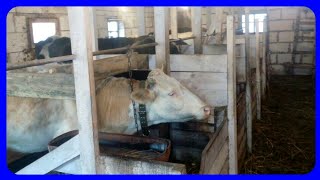 основные минусы коровника//как не нужно делать