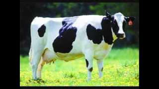 Los sonidos de los animales