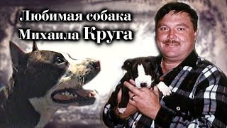 Собака Михаила Круга - Домашний Архив!!!