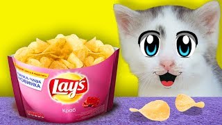 ПРАНКИ НАД КОТАМИ! СМЕШНОЙ КОТ И КОШЕЧКА МУРКА РАЗЫГРАНЫ! ПРИКОЛЫ С КОТАМИ