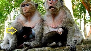 Review Baby Daniela Breastfeeding on Chest Mom so Lovely - But Now She RIP