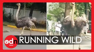 Runaway Ostriches Rampage Through Streets of Manila