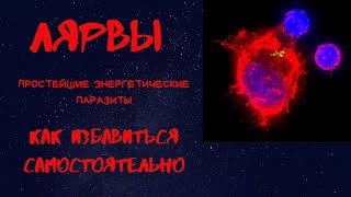 Как убрать лярву за 10 секунд. Антон Артмид