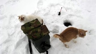 Зимняя ловля окуня на мормышку. Мой способ. Самара. Ice fishing for perch.