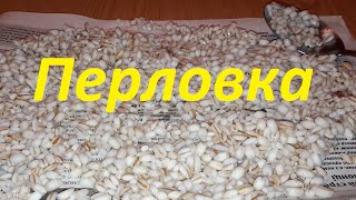 Наживка. Перловка. Ловля на перловку. Насадка. Рыбалка. Fishing.