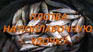 КАК ЛОВИТЬ ПЛОТВУ ПОПЛАВОЧНОЙ УДОЧКОЙ, РЫБАЛКА
