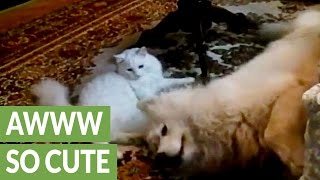 Battle of the white fluffy pets: Cat and dog play-fight!