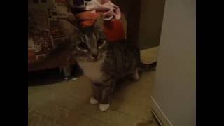 Красавец котик Барс, кастрат, в добрые руки!