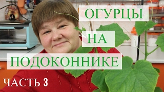 Огурцы на подоконнике. Часть 3. (01.02.2017)