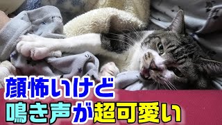 添い寝する猫☆もぞもぞすると超かわいい声で抗議するリキちゃん☆甘えん坊な猫はパパの腕枕でゴロゴロ【リキちゃんねる・猫動画】Cat video　キジトラ白猫の居る暮らし