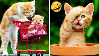 Funny Cats And Dogs That Will Make You Laugh - Funniest Animals Compilation #5