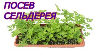 ПОСЕВ СЕЛЬДЕРЕЯ