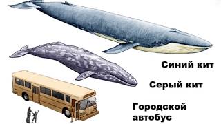 10 АНОМАЛЬНЫХ ЖИВОТНЫХ [Белый кот]