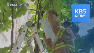 본격적인 여름철…벌집 제거 출동 ‘껑충’ / KBS뉴스(News)