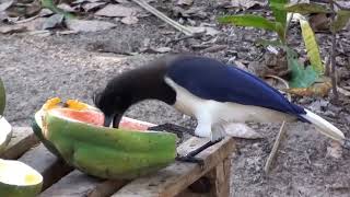 Pássaros do Centro Oeste, Aves brasileiras, Frutos do quintal, rota de alimentação,