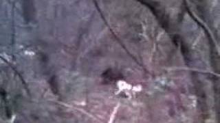 ΑΓΡΙΟΓΟΥΡΟΥΝΟ ΚΤΥΠΑΕΙ ΣΚΥΛΙΑ ΣΤΟ ΚΥΝΗΓΙ- wild boar hunting