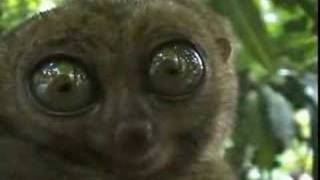 1 Minute Dramatic Lemur
