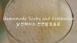 Homemade Kombucha & Scoby from Scratch - Easy Homemade Scoby - Easy Fermentation