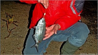 Casting surfcasting in Greece, μελανούρια με pop up, χάντρες, άγκυρες & λεπτά σκουλήκια