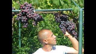 Ультра ранние сорта винограда. Сезон 2017 (Ultra early varieties of grapes. Season 2017)
