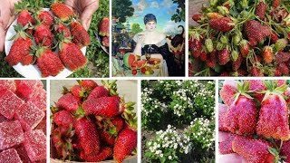 «Купеческий» урожай и цукатный вкус: два лучших сорта земклуники!