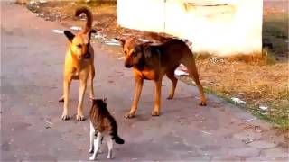 ЖЕСТОКИЕ КОТЫ УБИЙЦЫ смотри прямо сейчас