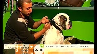 როგორ შევარჩიოთ ძაღლის საყელური