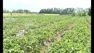 Выращивание земляники в Красненском районе
