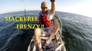 Mackerel Frenzy
