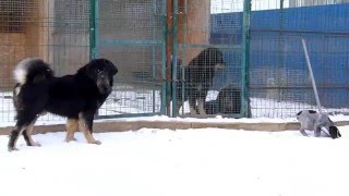 Тибетский мастиф и дратхаар.