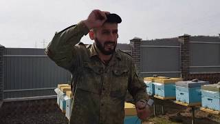 Пришло потепление . Смотрим на наличие матки в гнезде 21.03.2019