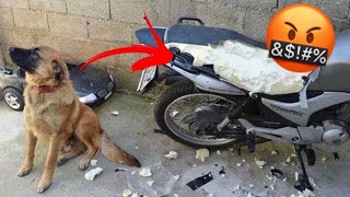 ЛЮТЫЕ ЖИВОТНЫЕ которые ПЕРЕШЛИ ВСЕ ГРАНИЦЫ! ????