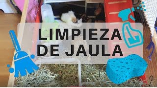 LIMPIEZA DE JAULA BÁSICA DE COBAYAS | Phoebe y Equis Cobayas