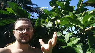 Как растет дерево Нони, Morinda Citrifolia (Моринда Лимонолистная) фрукты плоды нони