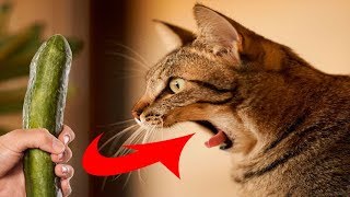 Gatos com medo de pepino compilação - Gatos Vs Pepino - Gatos engraçados