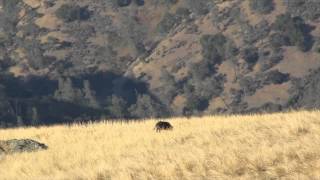 .308 vs Wild Boar!!