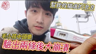 【麻吉】驗出兩條線 我要當爸爸？需募資搶救貓瘟的浪浪#緊急分享#需小額捐款幫助貓咪脫離險境