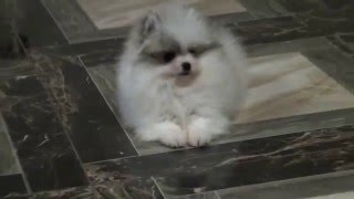 Померанский шпиц Бертэн Бу от Панды Шарм