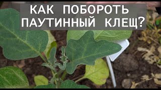 Паутинный клещ. Скорая помощь для растений.