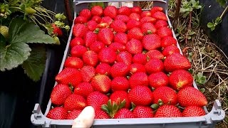 Основные Нюансы при сборе Клубники в Европе