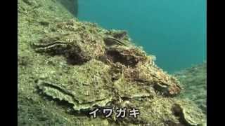 富山湾水中映像　Vol.22　2010.7月　高岡市国分沖 牡蠣 素潜り underwater video