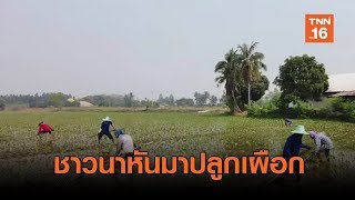 ชาวนาสุพรรณฯ หันมาปลูกเผือกปลดหนี้ได้ 3 ล้าน  | เรื่องดีดีทั่วไทย