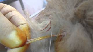 Neutered (Castration) cat. Кастрация кота на биологический узел. 2129